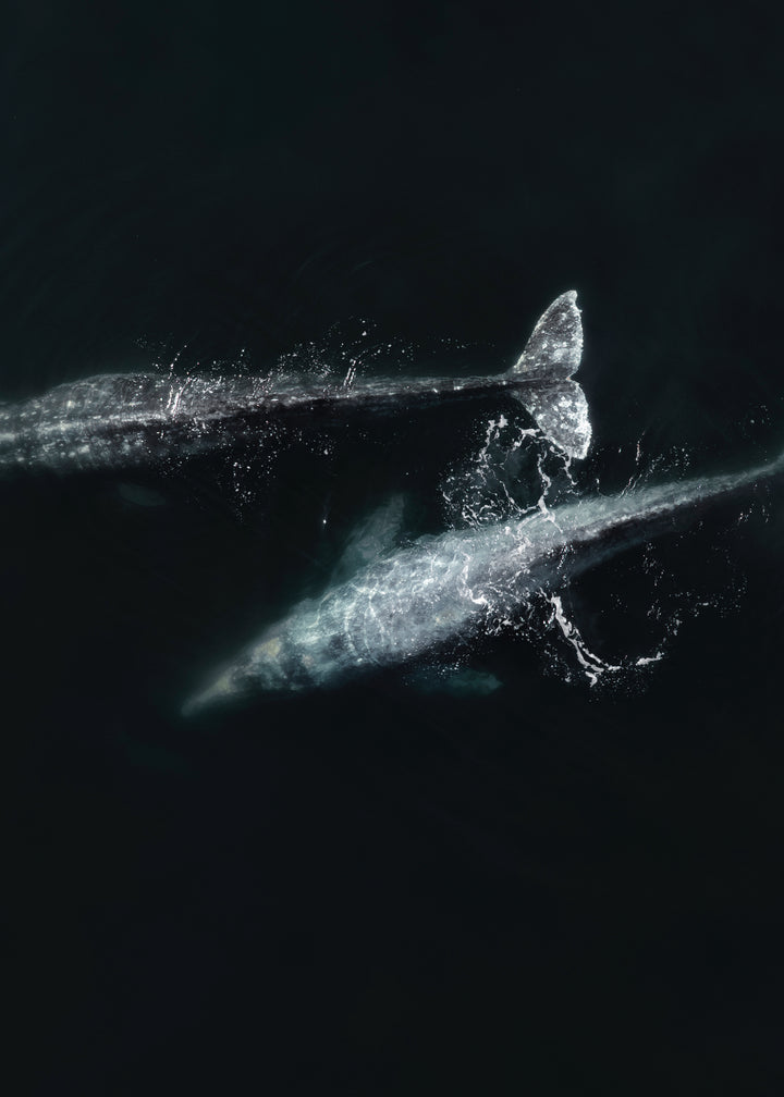 Ballena Gris, San Carlos