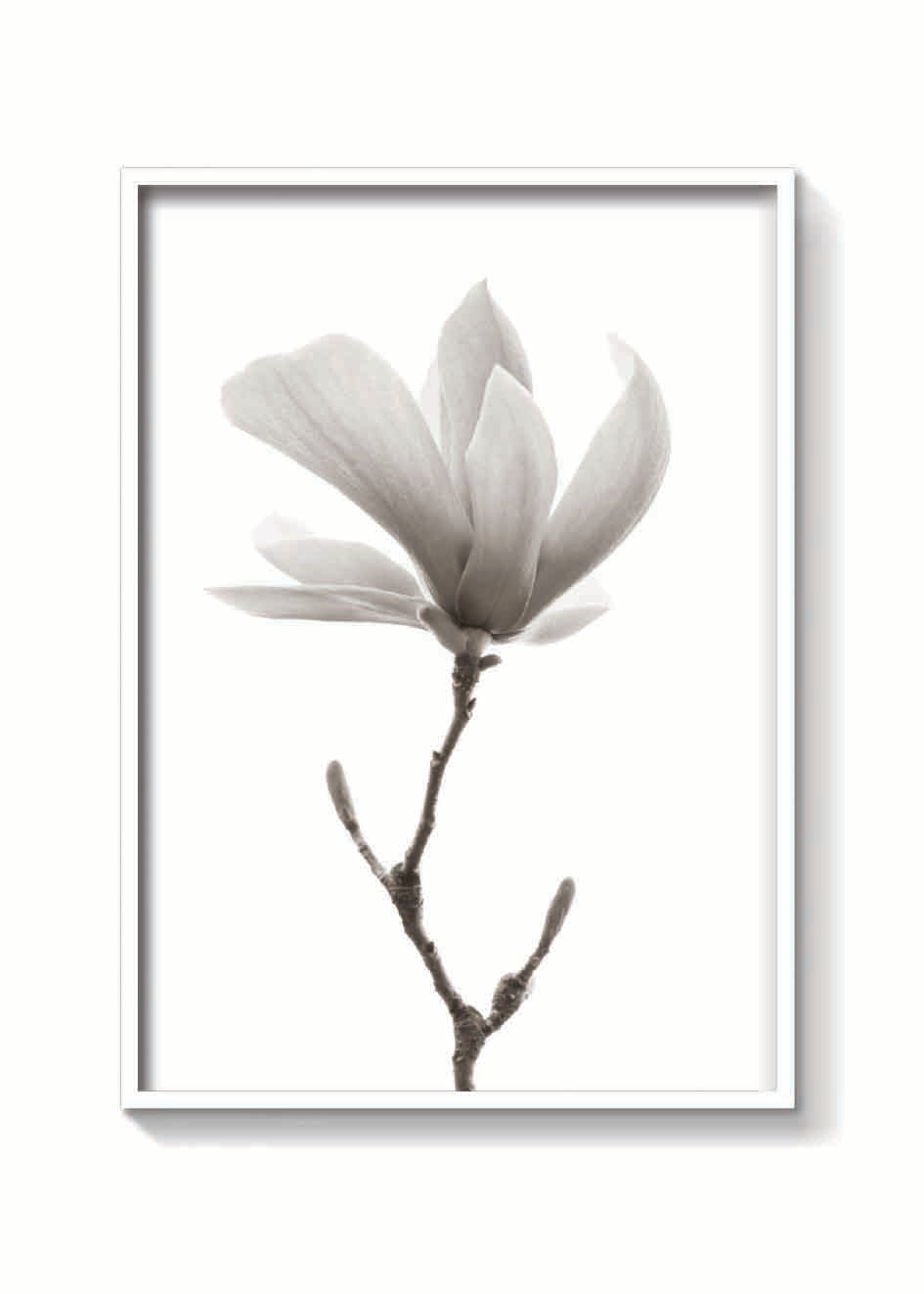 MAGNOLIA FLOR