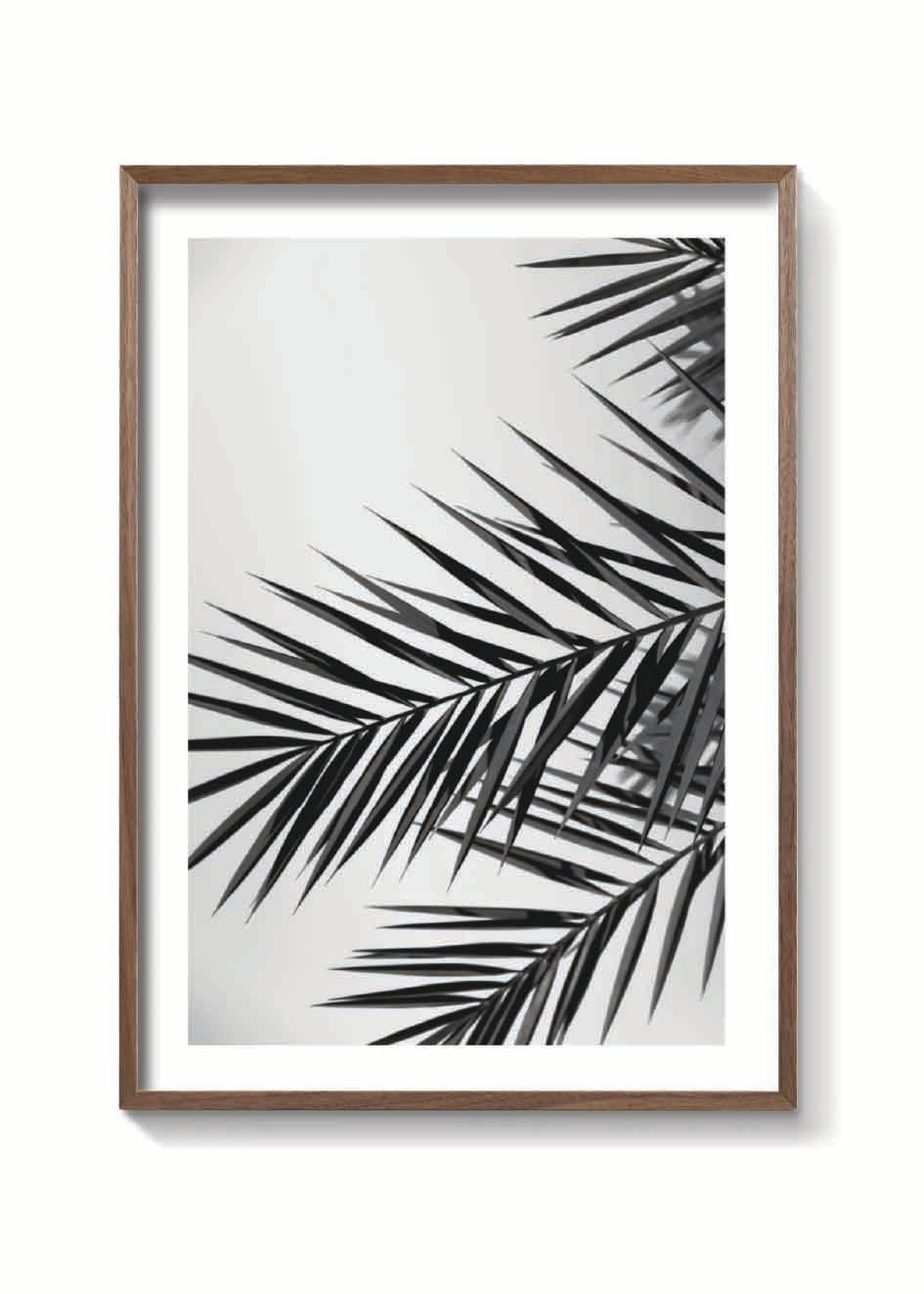 PALM LEAVES