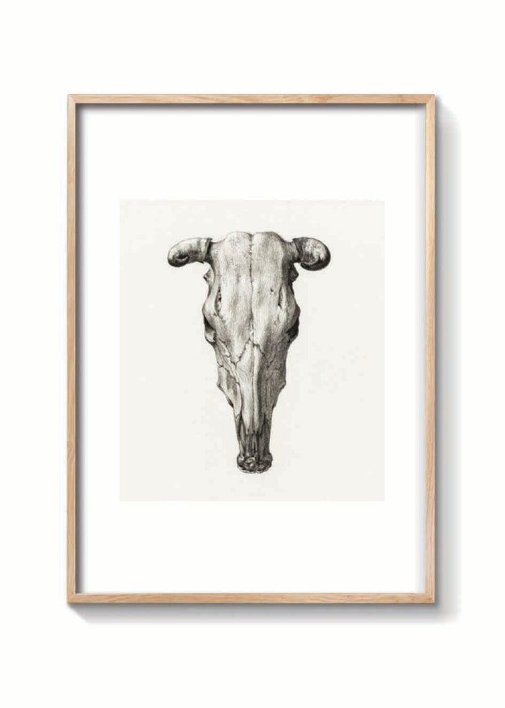 SKULL