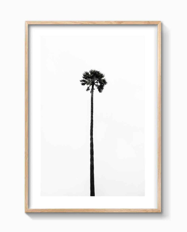 THE LAST PALM